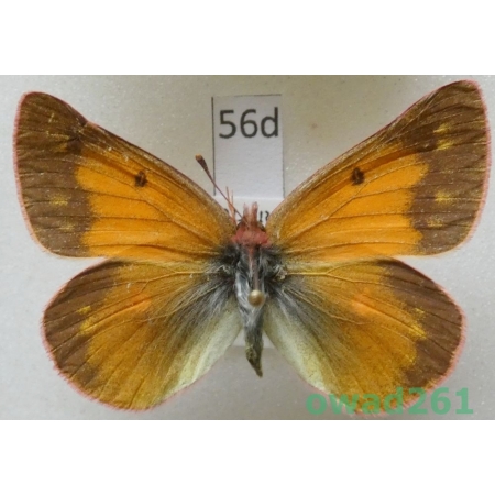 Colias meadii W.H. Edwards, 1871 female USA56d